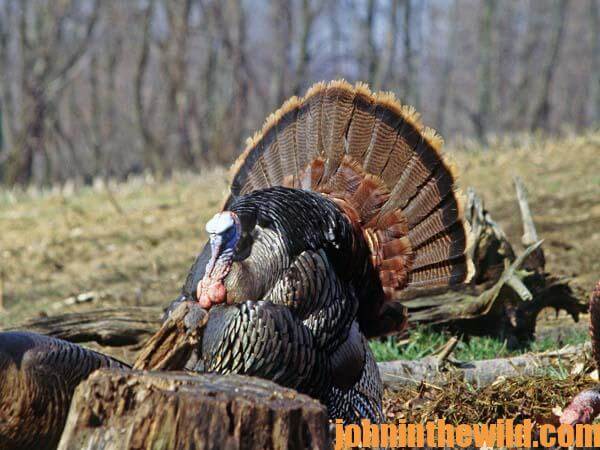 04 You Can Learn to Hunt Turkeys with No Experience and Not Knowing Any Turkey Hunters
