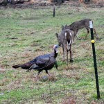 The Turkey That Taught Jerry Lambert the Most about Turkey Hunting