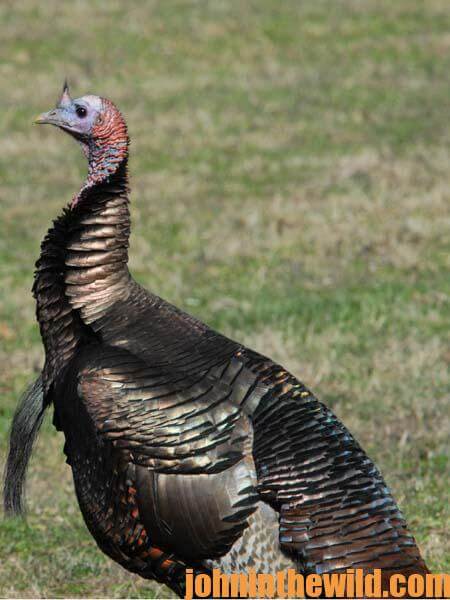 The Turkey That Taught Jerry Lambert the Most about Turkey Hunting - John  In The WildJohn In The Wild