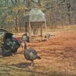 Change Your Decoy Spread Each Time You Set-Up to Call Turkeys