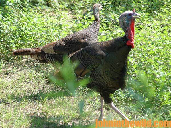 10 Turkeys Still Can Surprise You
