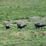 How to Scout on Public and Private Lands for Northern Turkeys before the Season