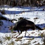 How Cold Weather and No Cover Means Tough Early Season Northern Turkey Hunting