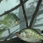 Take Good Care of Your Bait to Catch More Summertime River Crappie