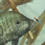 Don’t Give Up the Brush Yet When Fishing for River Crappie