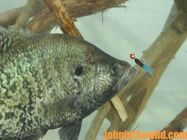 Don't Give Up the Brush Yet When Fishing for River Crappie - John In The  WildJohn In The Wild