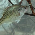 Switching Tactics to Catch Summertime Crappie