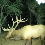 Hunt Three Subspecies of Elk in California and Draw Over-the-Counter Tags for Oregon Elk and Deer