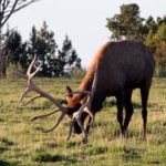Bag An Elk Early During a 5-7 Day Hunt and Possibly Take a Black-tailed Buck