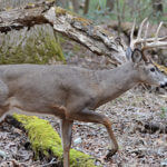 Why Hunt State-Managed Wildlife Areas for Deer