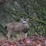 Parrey Cremeans’ Biggest Columbian Black-Tailed Buck – Maybe