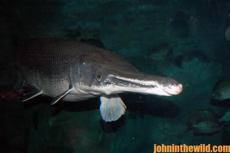 The Alligator Gar – a Monster-Sized Armored Fish - John In The