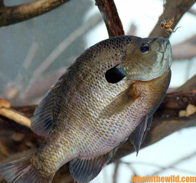 fishing the bream buster with earthworms. 