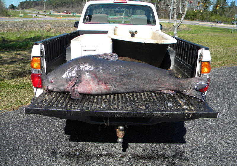 Blue Catfish and Flathead Catfish - More 100 Pounders Swimming in