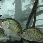 Use Bait Snake Fishin Lights to Catch More Crappie after Dark