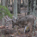 Scouting with Your Ears and Eyes When Hunting Deer