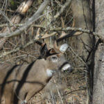 The Kansas Buck Deer Cameron Posey Almost Gave Away
