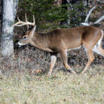 Bob Walker’s Hunt for His Kentucky Finger Wood Buck Deer