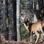Bob Walker Shoots an Alabama Buck Deer Behind the House