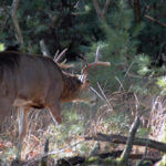 Dr. Robert Sheppard, Jerry Simmons and Horace Gore on How Moon Phases Impact Deer Feeding