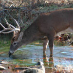 Scientists Tell about Deer Hunting by the Moon