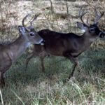 How to Hunt Cropland Bucks and How to Get Croplands to Hunt