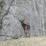 How Wind and Sun Affect Cropland Hunting and Where to Look for Bucks