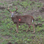 Secret #1 for Late Season Bow Buck Deer – Look for Food