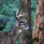 Determining What Deer You’ll Have to Hunt Next Year