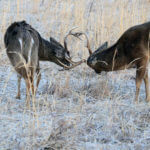 Studying Deer Behavior and Scouting the Hunter