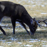 Evaluating the Deer Herd and Planning for the Upcoming Season