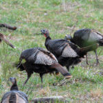 Make Multiple Hen Sounds, Change Locations and Hunt Turkeys in the Right Places at the Best Times with Walter Parrott
