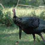 Ways to Get Turkey Gobblers with Bucky Hauser