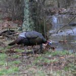 Watch and Listen to Turkeys to Take a Bad Turkey with Walter Parrott
