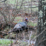 Ole Fred – Another Tough Turkey with Phillip Vanderpool