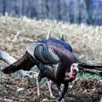 More of Wayne Carlton’s Most Frequently Asked Turkey Hunting Questions