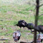 What Are Calls for Turkey Gobblers and How and When to Use Them