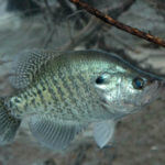 Catch Crappie on Tennessee’s Old Hickory and Dale Hollow Lakes
