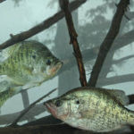 Know Where Crappie Are with Roger Gant