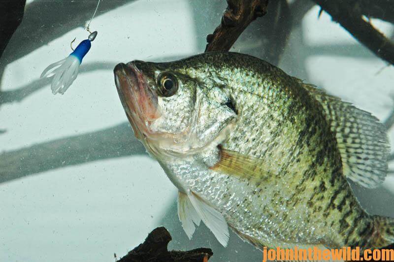 Watch Your Speed and Fish with Different Colors of Jigs for Crappie with  Roger Gant - John In The WildJohn In The Wild