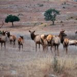 Learn Two More Secrets for Taking Public Land Elk