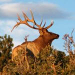 Watch Your Odor and Know Your Land, Your Biologist and Your Neighbors to Take Public Land Elk