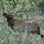 Two More Secrets for Taking Public Land Elk