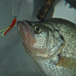 Solving More Flood Water Crappie Problems with Jonathan Phillips
