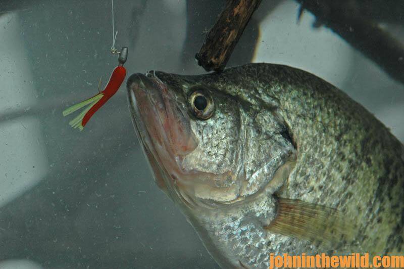 Solving More Flood Water Crappie Problems with Jonathan Phillips