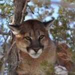 What Breed of Dog Is Best for Hunting Mountain Lions