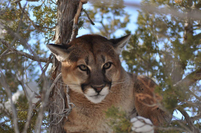 What Breed of Dog Is Best for Hunting Mountain Lions - John In The ...