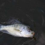Fish with Light Tackle and Learn to Use Your Depth Finder for Summer Crappie