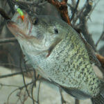 Identify the Thermocline, Bottom Breaks and Cover to Catch Hot Weather Crappie