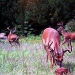 Pinpoint the Best Lands to Hunt Deer – Particularly Small Acreages